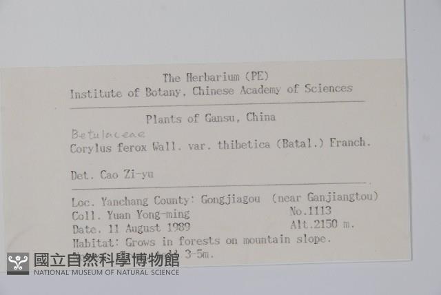 藏刺榛藏品圖，第2張