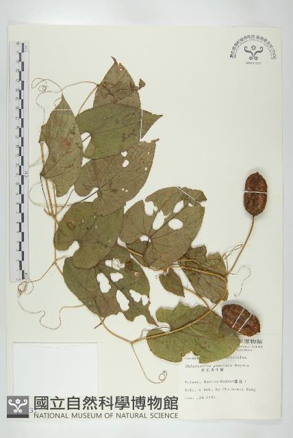 斑花青牛膽藏品圖，第1張