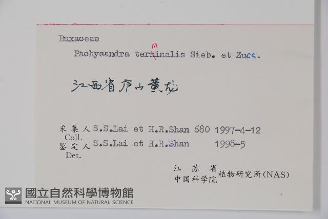 頂蕊三角咪藏品圖，第2張