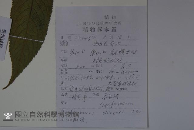 冇骨消藏品圖，第2張