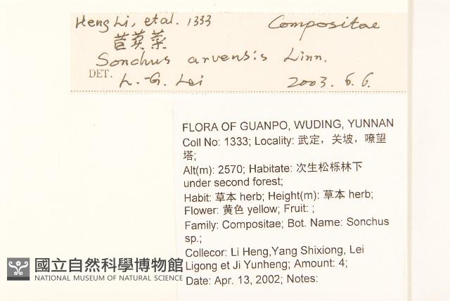 苦苣菜藏品圖，第2張