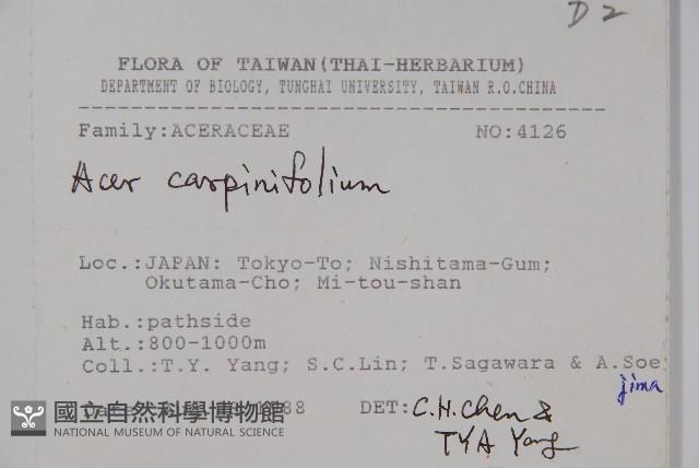 鵝耳櫪槭藏品圖，第2張