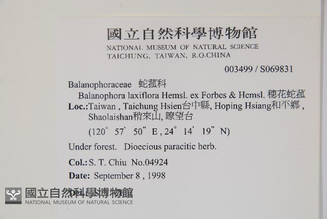 穗花蛇菰藏品圖，第2張