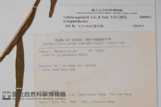 大本山梗菜藏品圖，第2張