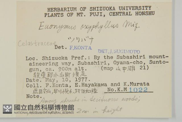 垂絲衛矛藏品圖，第2張