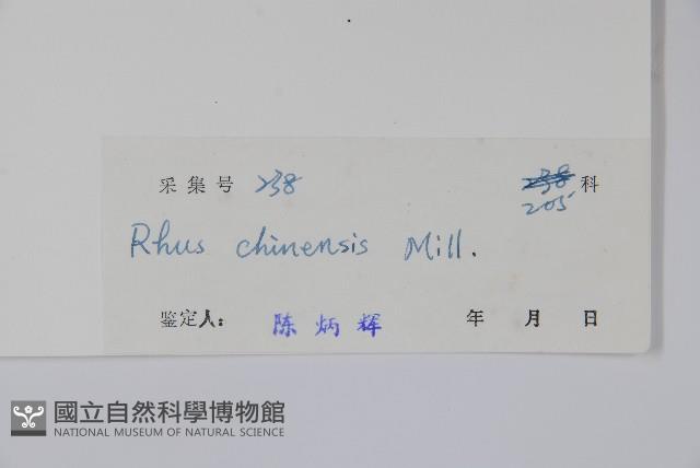 鹽膚木藏品圖，第2張