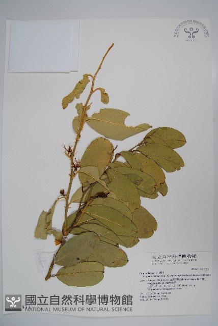 小刺山柑藏品圖，第1張