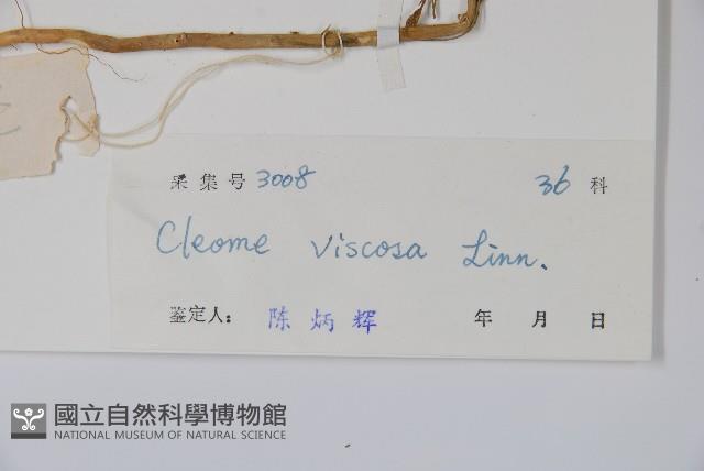 向天黃藏品圖，第2張