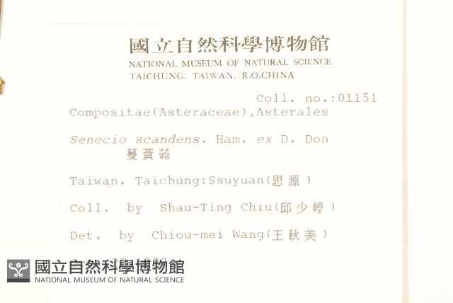 蔓黃菀藏品圖，第2張