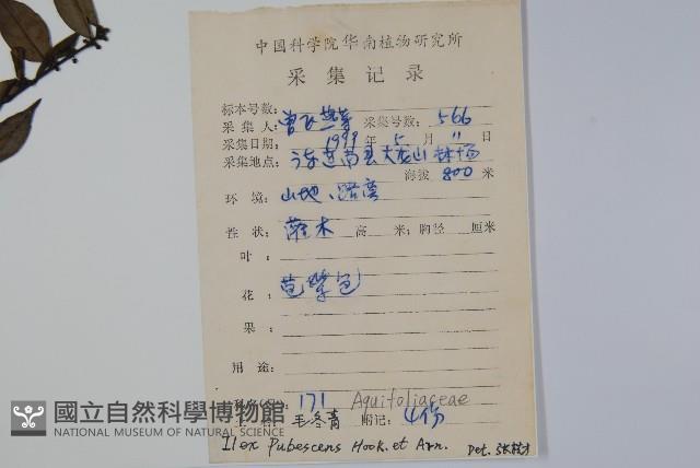 密毛假黃楊藏品圖，第2張