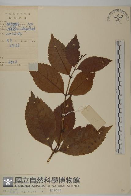 草珊瑚、紅果金粟蘭藏品圖，第1張