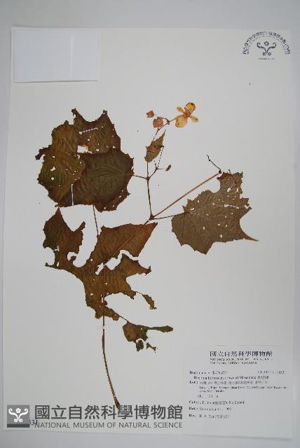 水鴨腳藏品圖，第1張