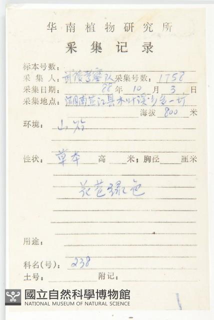 黃鵪菜藏品圖，第2張