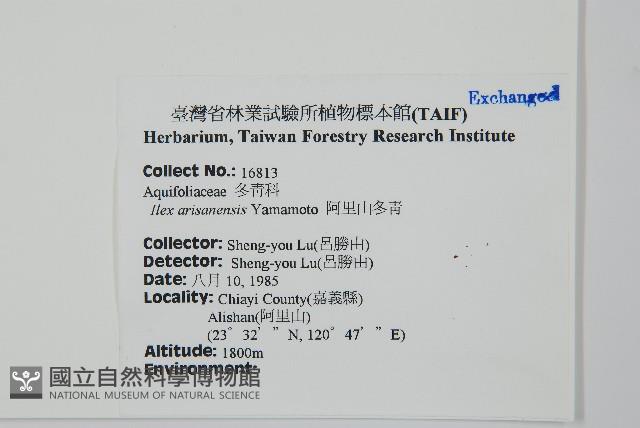 阿里山冬青藏品圖，第2張