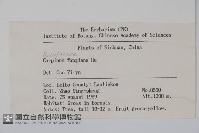 川黔千金榆藏品圖，第2張