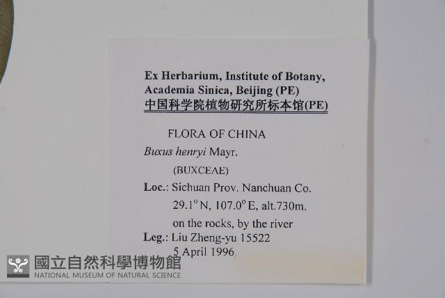 桃葉黃楊藏品圖，第2張