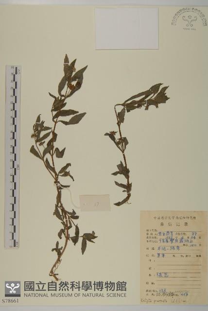 鱧腸藏品圖，第1張