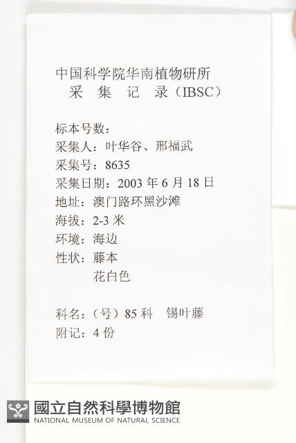 錫葉藤藏品圖，第2張