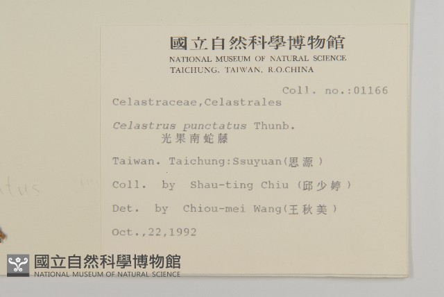 光果南蛇藤藏品圖，第2張