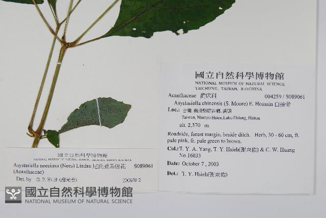 尼氏擬馬偕花藏品圖，第2張