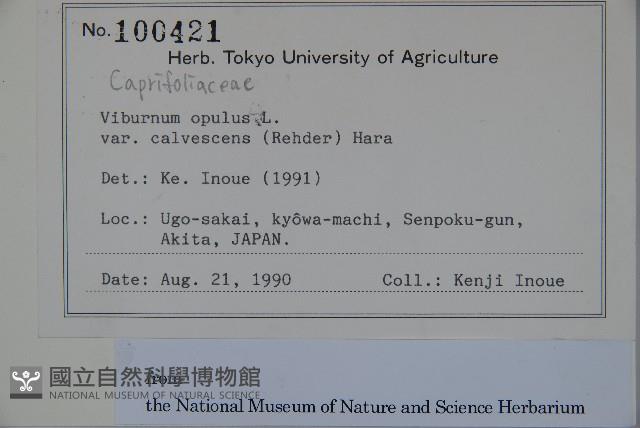 雞樹條莢迷藏品圖，第2張