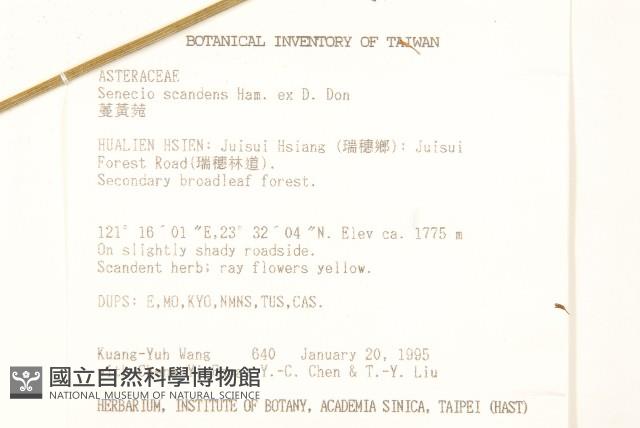 蔓黃菀藏品圖，第2張