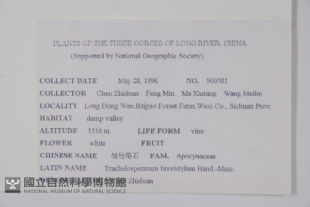 短柱絡石藏品圖，第2張