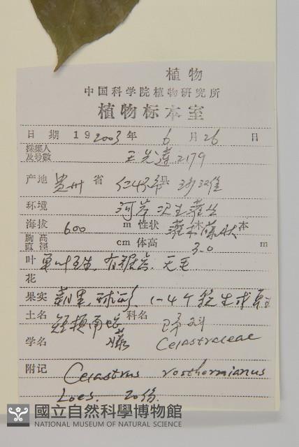 短梗南蛇藤藏品圖，第2張