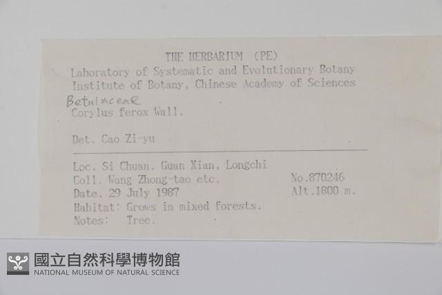 刺榛藏品圖，第2張