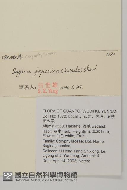 瓜槌草、漆姑草藏品圖，第2張