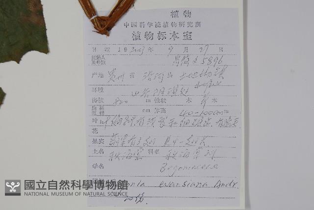 秋海棠藏品圖，第2張