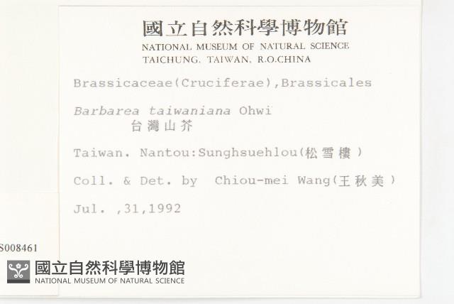 山芥菜藏品圖，第2張