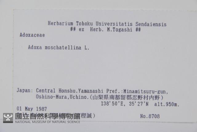 五福花藏品圖，第2張