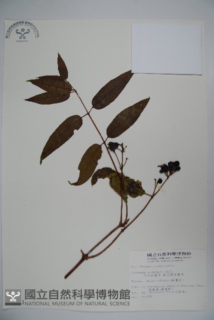 阿里山忍冬、漸尖葉忍冬藏品圖，第1張