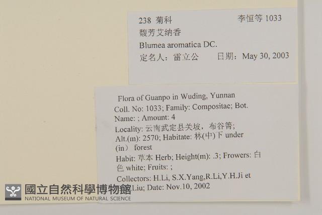 薄葉艾納香藏品圖，第2張