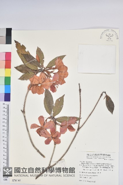 西施花、青紫木藏品圖，第1張
