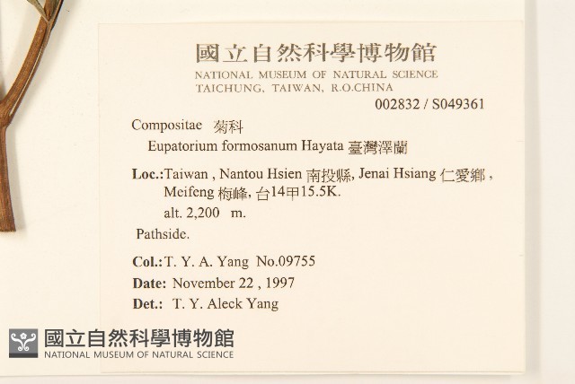 臺灣澤蘭藏品圖，第2張