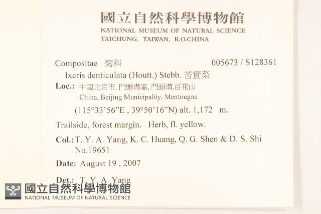 苦實菜藏品圖，第2張