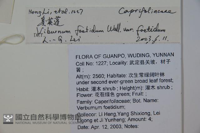 臭莢迷藏品圖，第2張