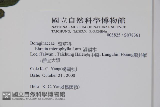 滿福木藏品圖，第2張