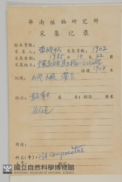 三基脈紫菀藏品圖，第2張