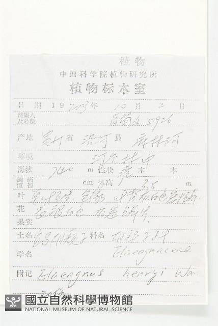 宜昌胡頹子藏品圖，第2張