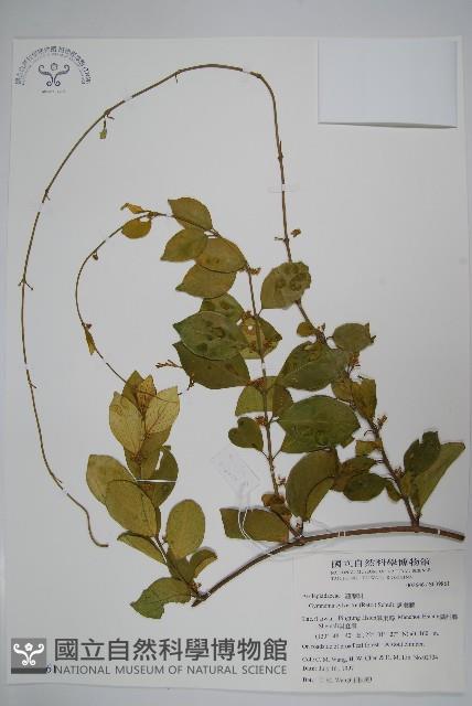 武靴藤藏品圖，第1張