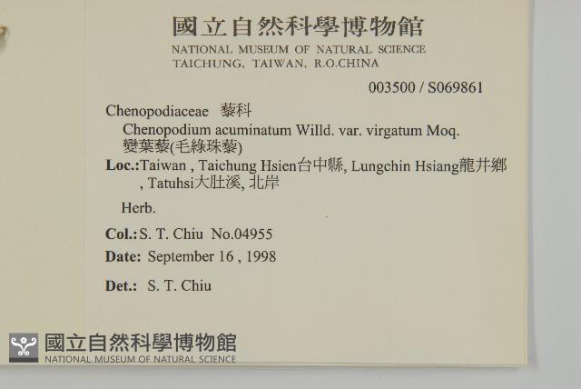 變葉藜、毛綠珠藜藏品圖，第2張