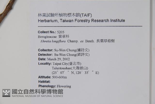 長花厚殼樹藏品圖，第2張