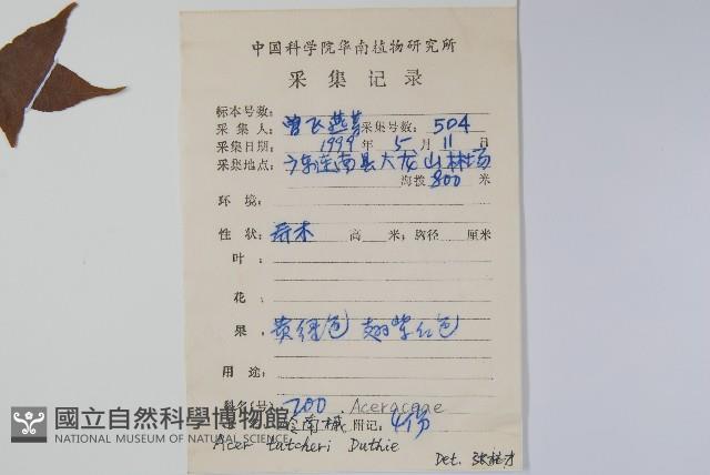 嶺南槭藏品圖，第2張