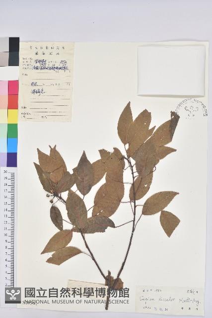 白臼藏品圖，第1張