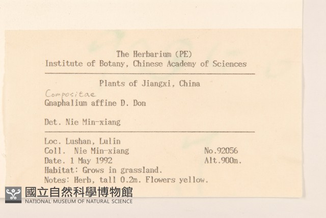 鼠麴草藏品圖，第2張