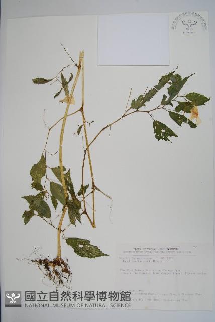 黃花鳳仙花藏品圖，第1張