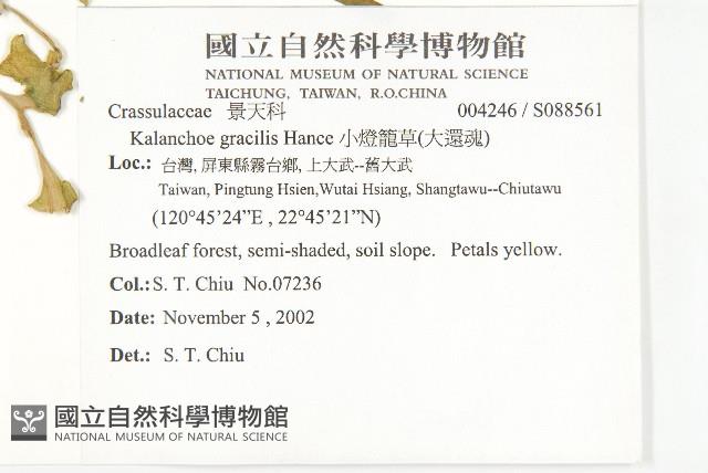 小燈籠草、大還魂藏品圖，第2張